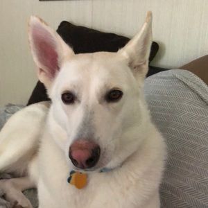 Meet your Posher, Barbara